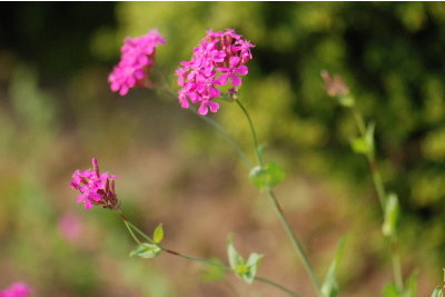 ムシトリナデシコ