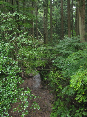 こんな川沿いを