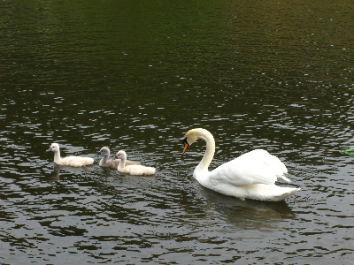 白鳥のお母さん2