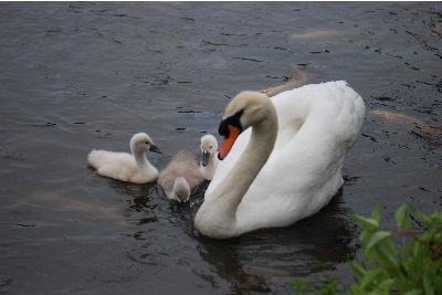 白鳥のお母さん1