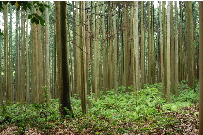 それでもこの景色