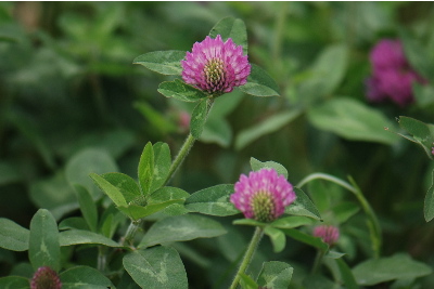 ムラサキツメクサ