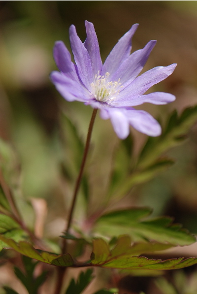 キクザキイチゲ