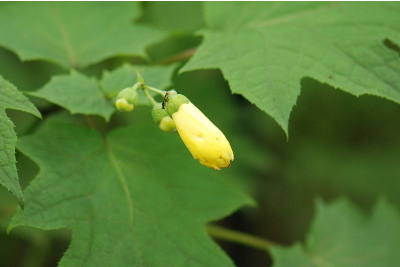 キレンゲショウマ