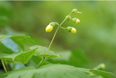 キレンゲショウマ2