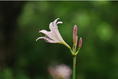 キツネノカミソリ