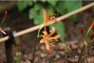 キツネノカミソリ