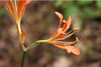 キツネノカミソリ2