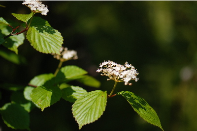 コバノガマズミ