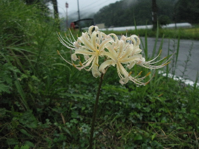 白いヒガン花
