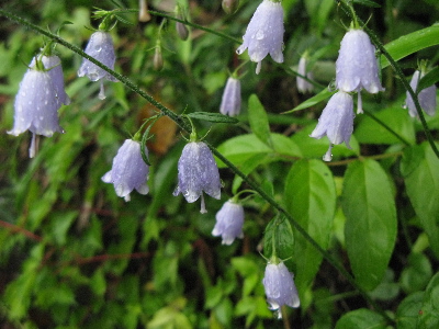 ツリガネニンジン