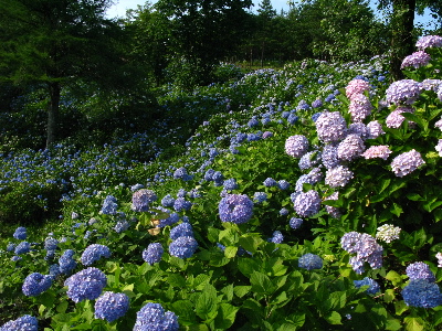 アジサイ園2