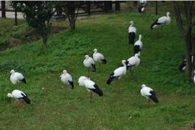 意外と沢山いる