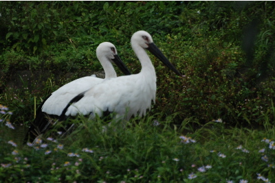 意外と沢山いる
