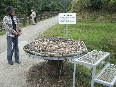 コウノトリの巣