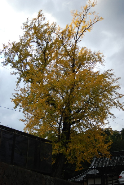 宝林寺の銀杏の木.jpg