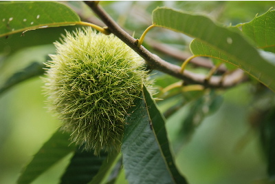 秋は確実に来ています