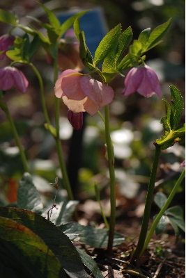 クリスマスローズ