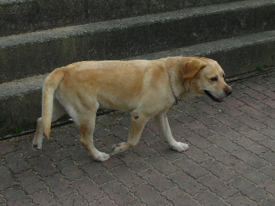 近所のワンちゃん