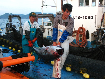 マグロを運ぶ漁師さん
