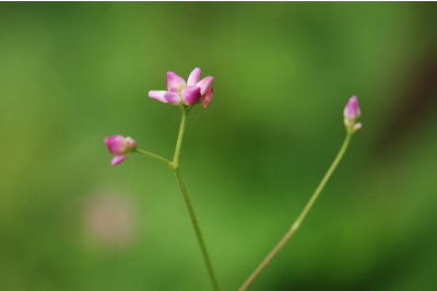 ママコノシリヌグイ