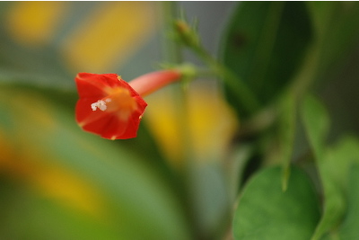 マルバルコウソウ