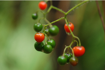 ヒヨドリジョウゴ