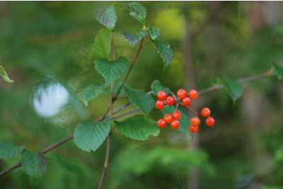 コバノガマズミ