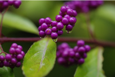 ムラサキシキブ