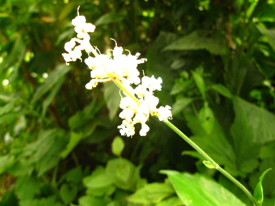 ミョウガの花