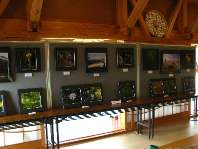 写真展(浜辺に咲く花)1