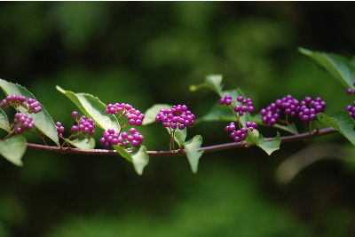 ムラサキシキブ