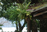 如意寺さんに参拝2