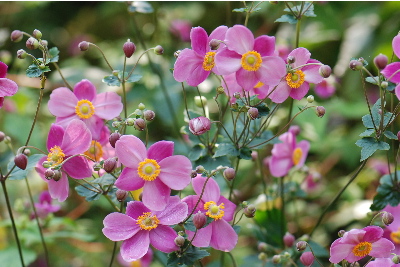 シュウメイギク2