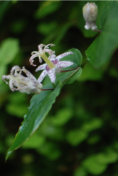 ヤマジノホトトギス