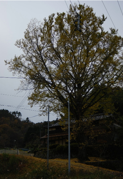 奥山の銀杏の木2.jpg