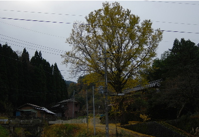 奥山の銀杏の木.jpg