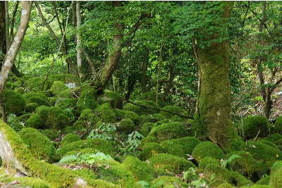 苔が密集した岩2