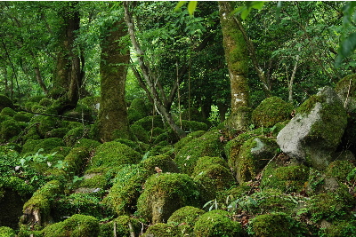 苔が密集した岩3