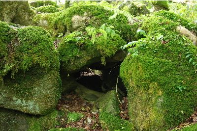 苔が密集した岩4
