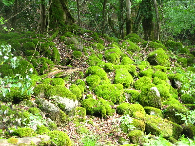 苔が密集した岩1