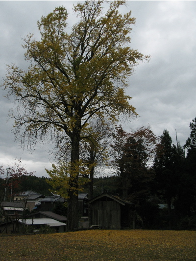 大きな銀杏の木.JPG