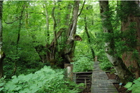 和池の大カツラ