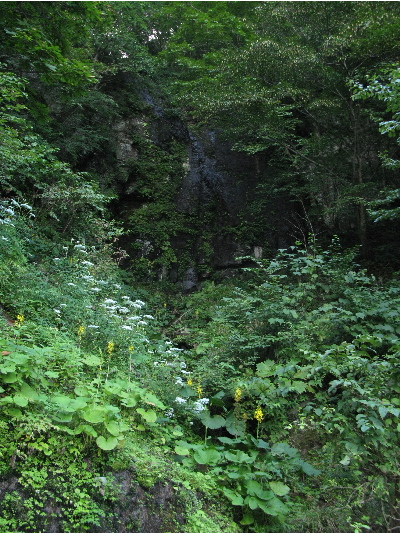 オタカラコウとオトコエシ