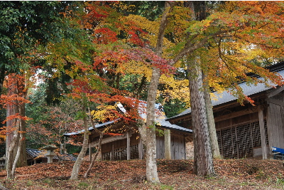 乙女神社の紅葉5.jpg