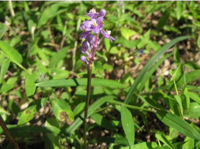 ラン科の花かな