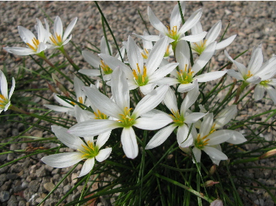 ハナニラだろうか