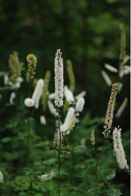 サラシナショウマ