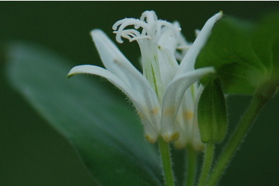 シロホトトギス