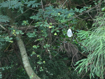 関宮町方面の渓谷2